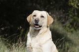 LABRADOR 765